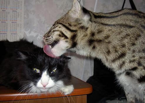 当摩纳哥的焰火照亮智利记忆，一场跨越时空的足球对话