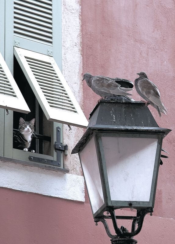 猛龙对阵快船，哈利伯顿全场最佳表现无争议