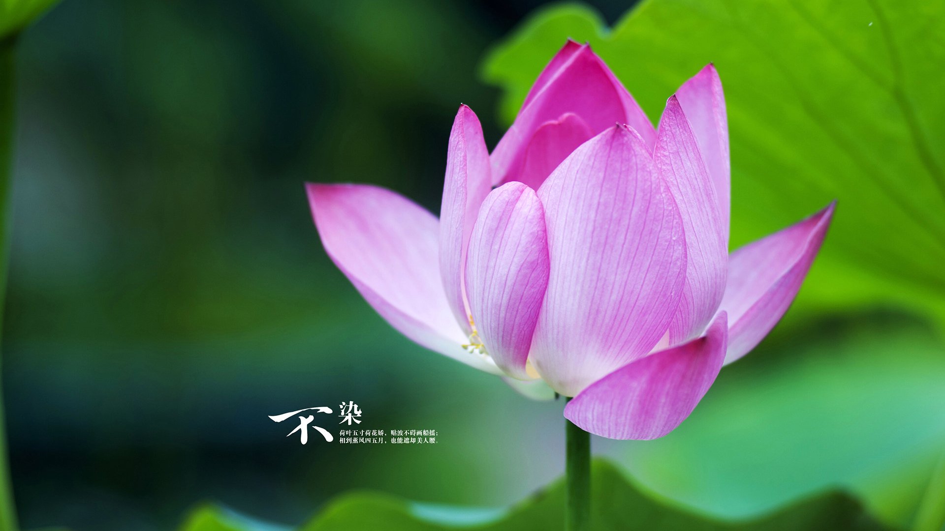 开云体育-绿茵场与篮球馆的双重奏，意甲焦点战与马刺制霸独行侠的体育狂想曲