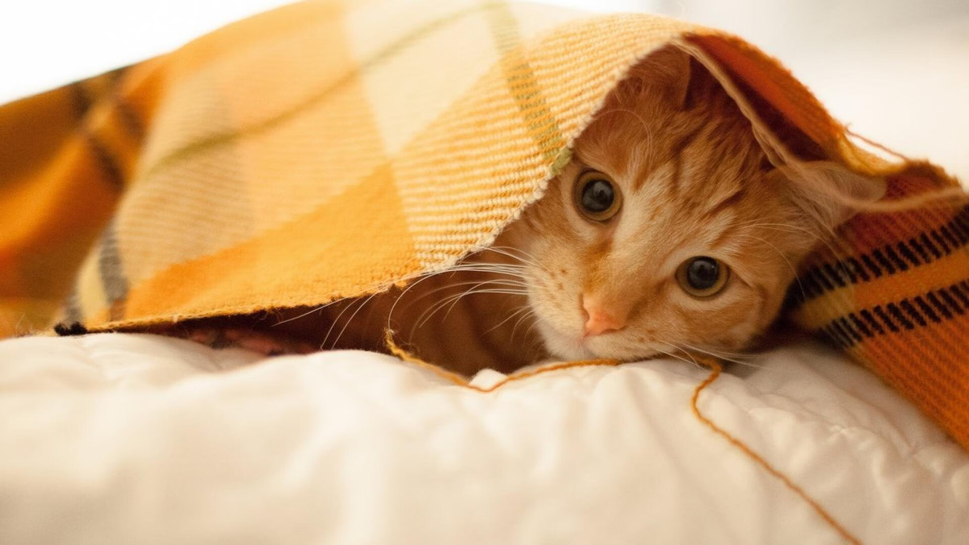 维尼修斯统治级表现闪耀友谊赛，雷恩3-1轻取卡塔尔国家队