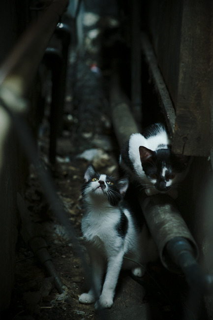 阿拉巴交响之夜奏响风暴，牙买加雷鬼节奏碾碎爱尔兰梦想