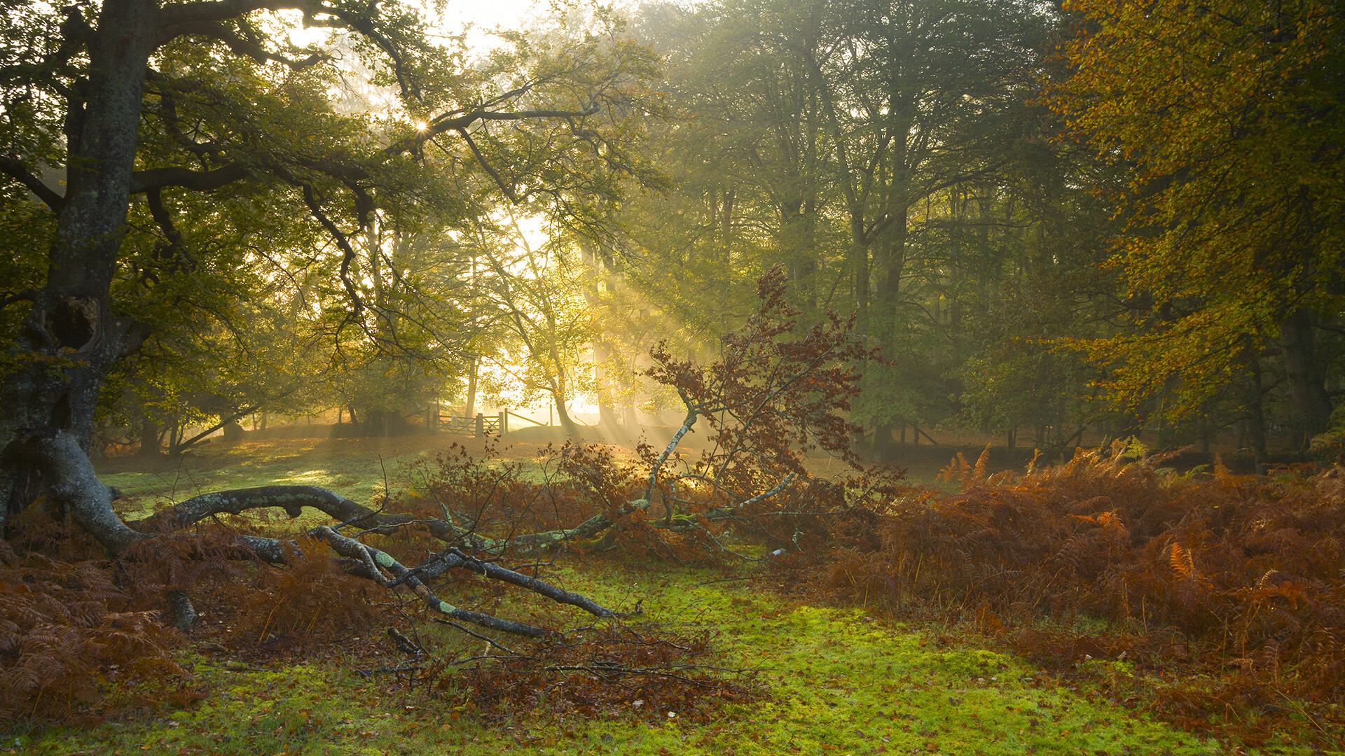 阿拉巴交响之夜奏响风暴，牙买加雷鬼节奏碾碎爱尔兰梦想