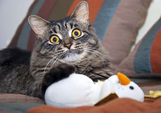 生存与毁灭,卡塞米罗式爆发,丹麦钢铁意志碾碎威尔士童话