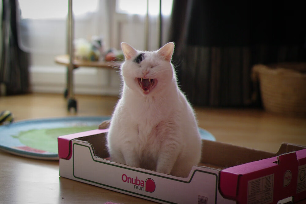 北境风雪与加勒比海风之间,一个克罗地亚幽灵的掌声