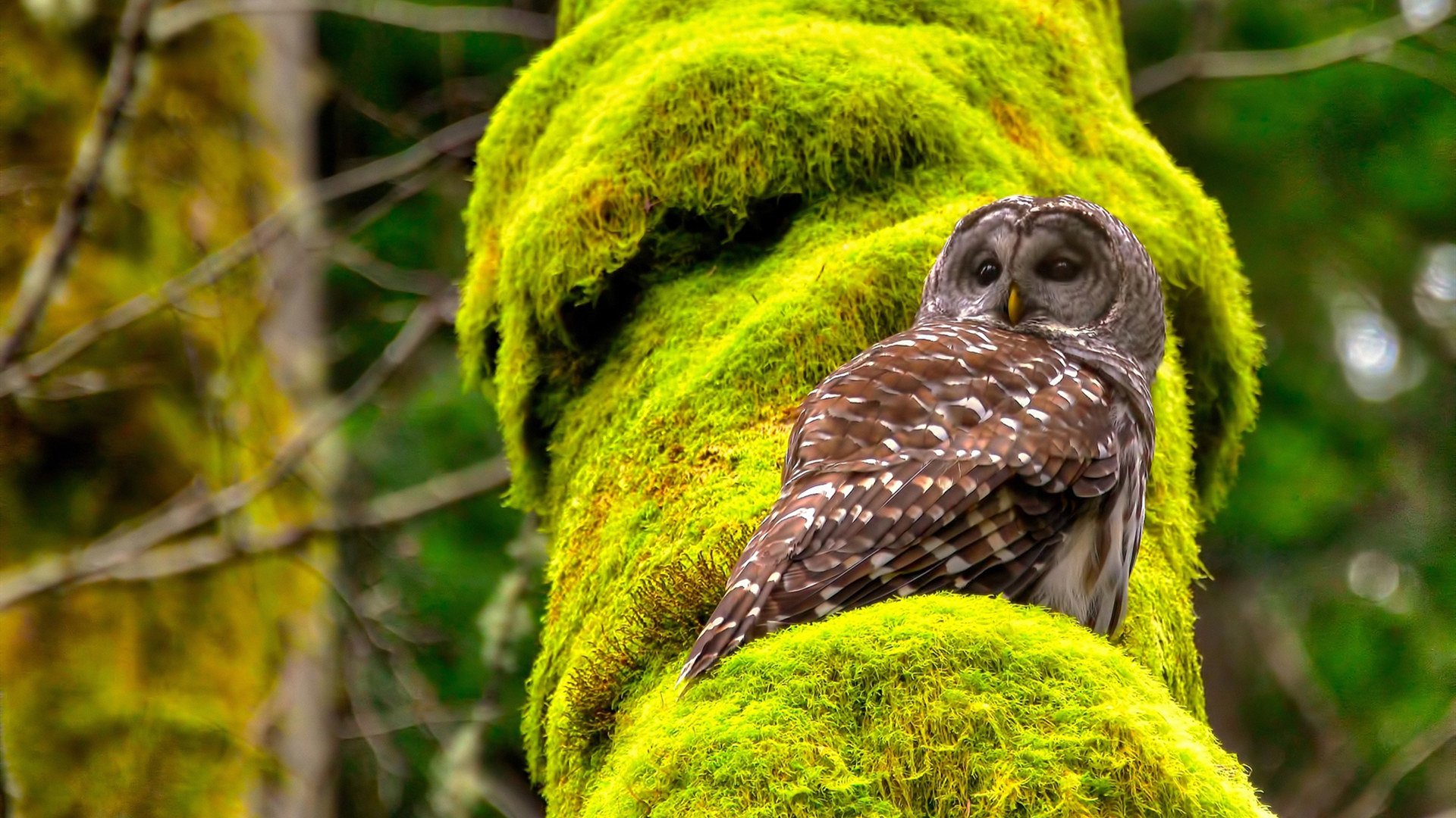 后防基石,从意甲经典对决到英超争冠的防守艺术