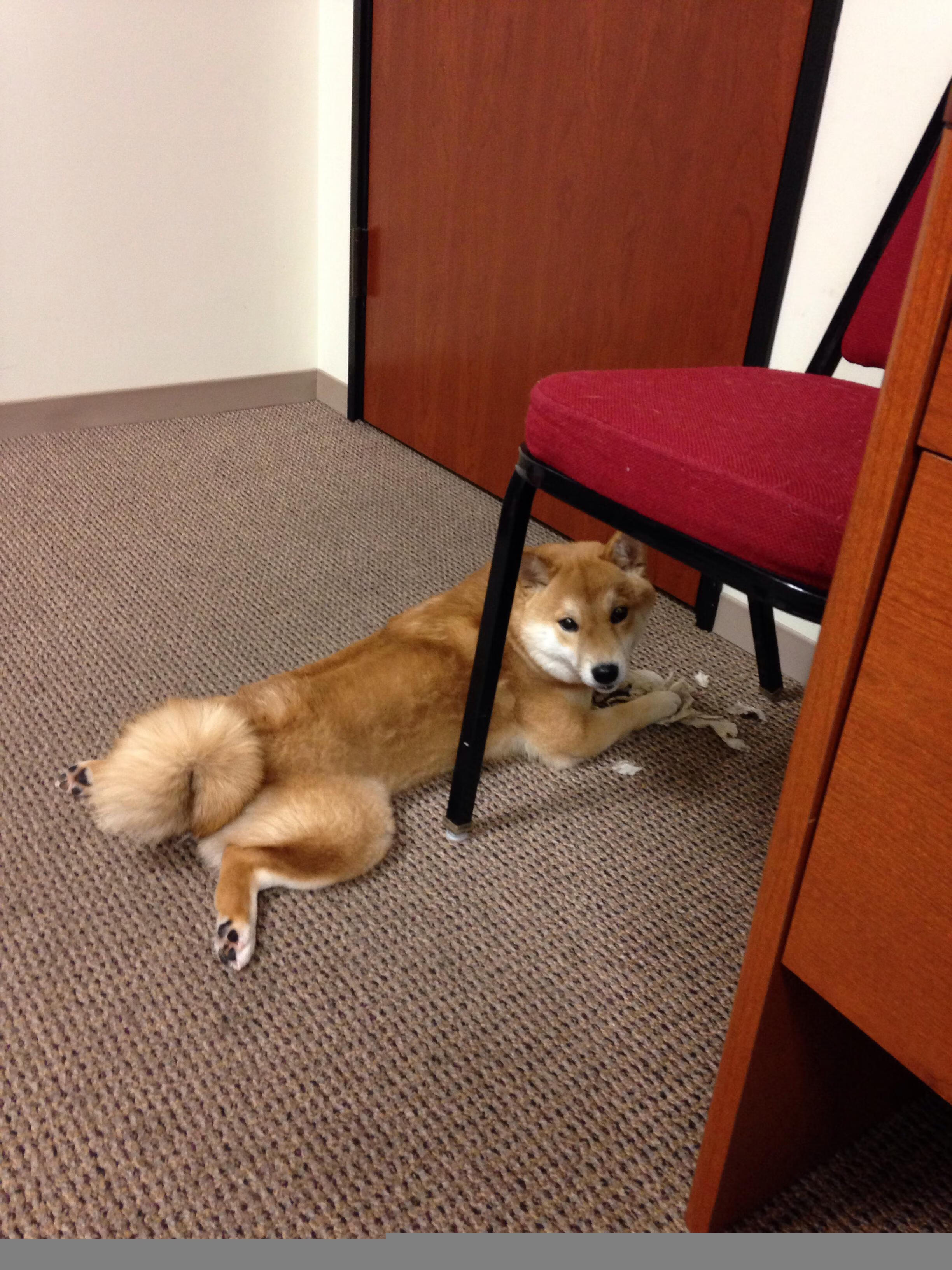 克莱·汤普森,以实力重塑传奇,魔术横扫森林狼展雄风