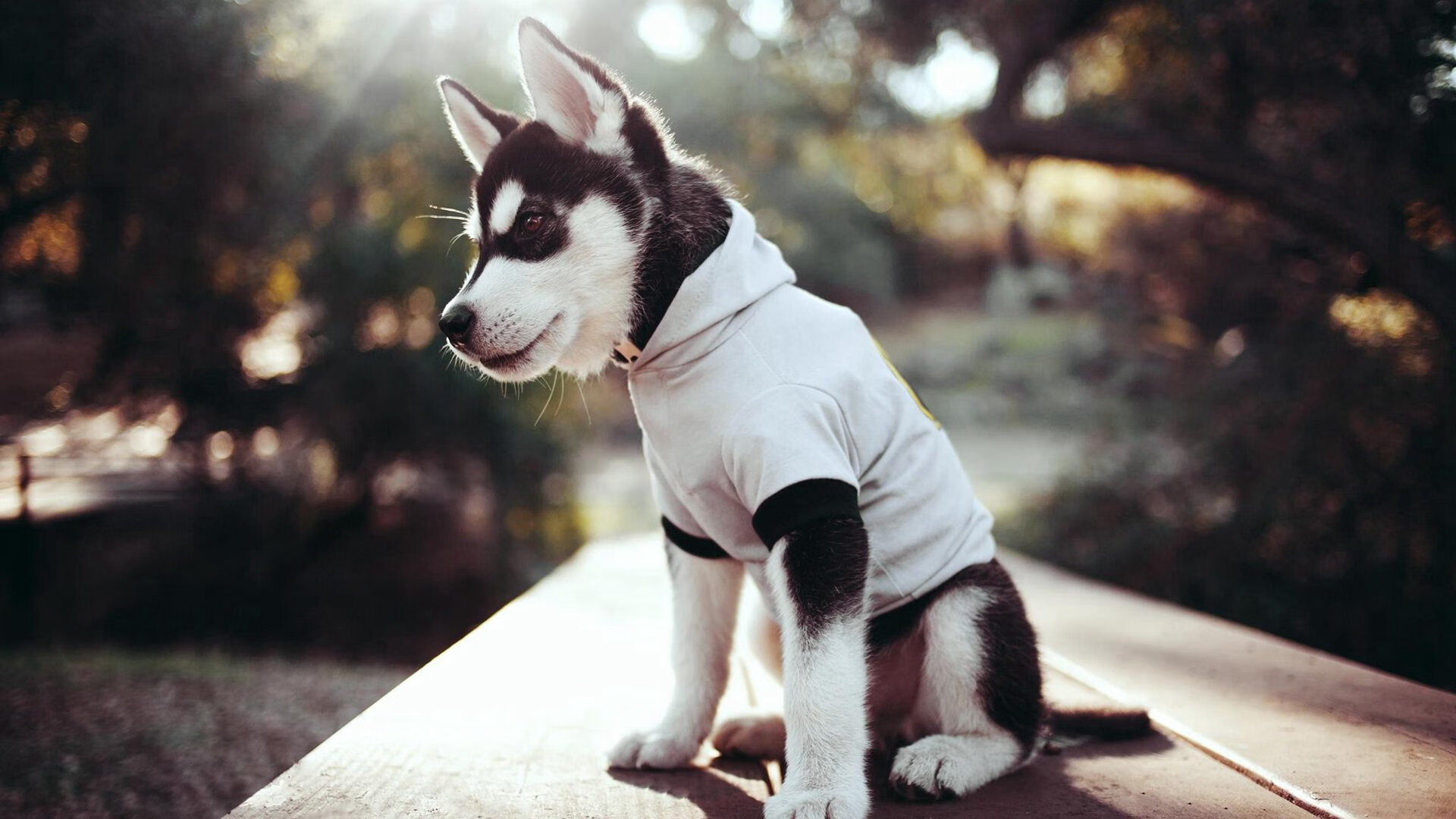 西部卡位生死局!利拉德时刻再现,开拓者压哨绝杀国王