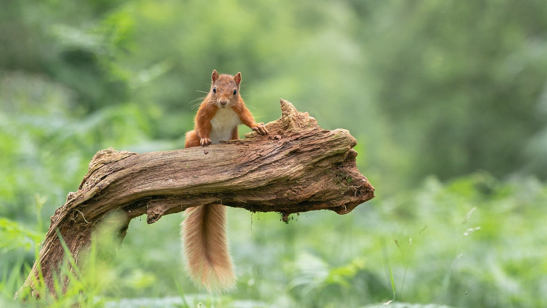 萨拉赫关键制胜与AC米兰强压塞内加尔,现代足球的胜利炼金术