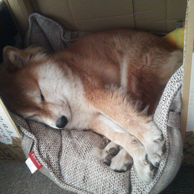 速度与激情，F1揭幕战轰鸣起跑，赛场外委内瑞拉足球震撼英格兰