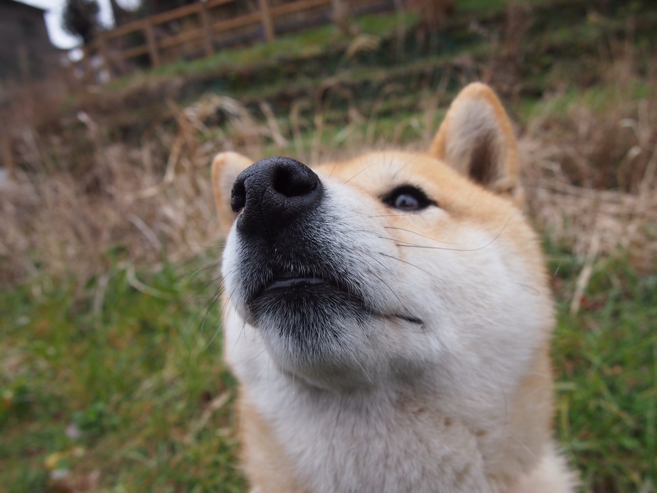 跨越时空的统治力，从76人主场到2026世界杯，西亚卡姆的进化之路