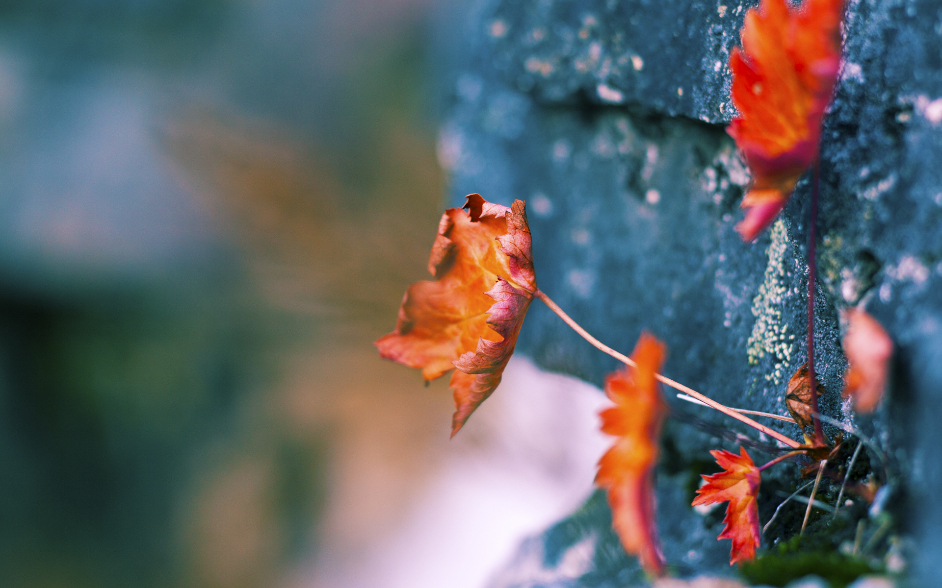 2026世界杯之夜,当福克斯的弧线刺穿美洲夜空