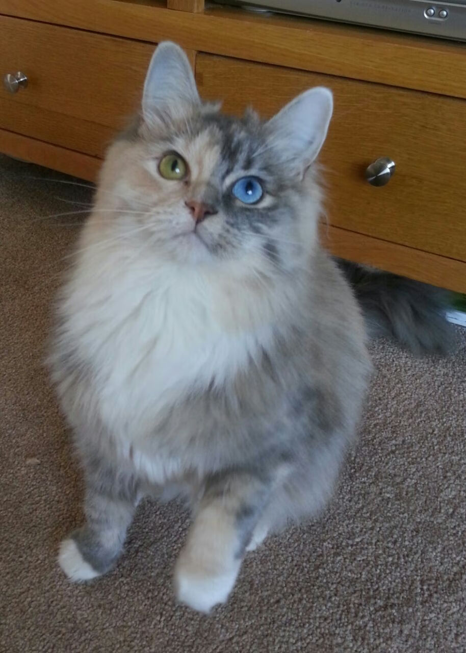 坎特，这位身高仅1.68米的巨人，用压哨绝杀将英格兰推入深渊