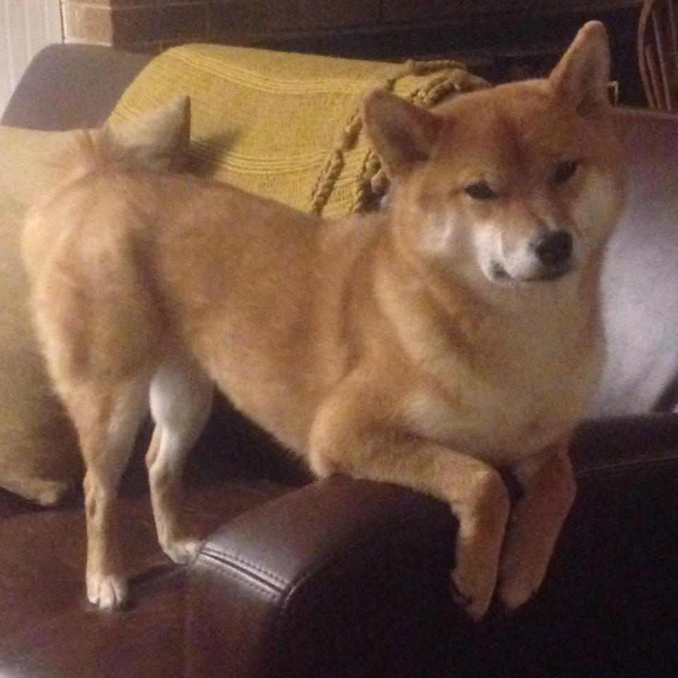 拉梅洛断魂枪难敌钢铁洪流,广东队加时逆转篮网显冠军底蕴