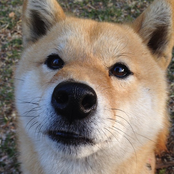 开云官网-火箭斩落掘金，一次团队的胜利与杜兰特迟到的自我救赎