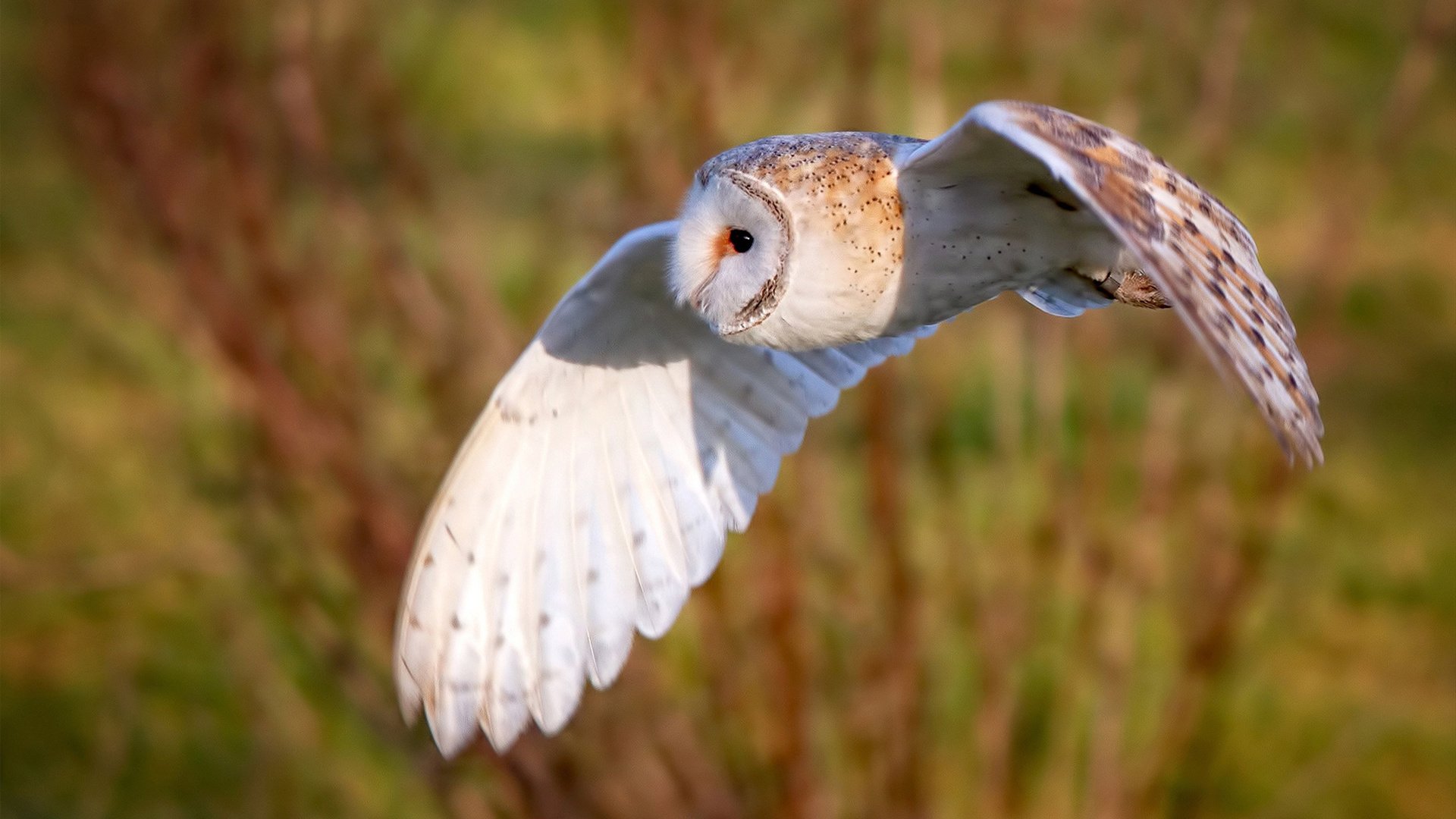开云下载-阿森纳巅峰对决胜出摩纳哥，英超争冠焦点战背后的士气转折