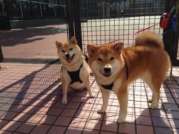 当尼克斯拿下广厦队,西亚卡姆与东方映照下的冠军之心