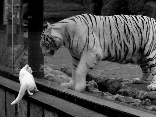 开云平台-新星流水线与黄昏神话，当莱比锡的体系收割遇见莫德里奇的接管