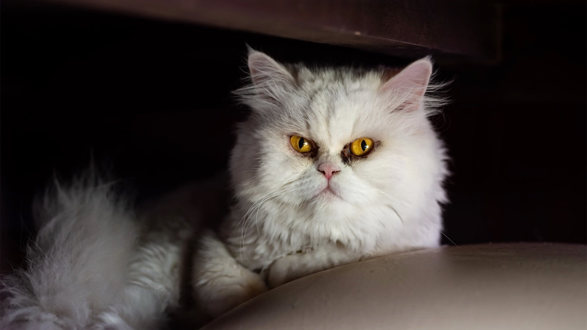 武切维奇全能爆发领军黄蜂，团队协作正面击溃北京队迎季前赛首胜