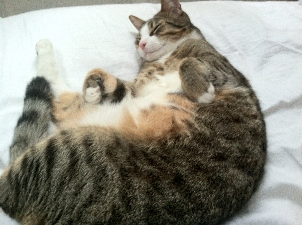 开云体育APP下载-今夜无解，赖斯与那场撕裂宿命的抢七之战