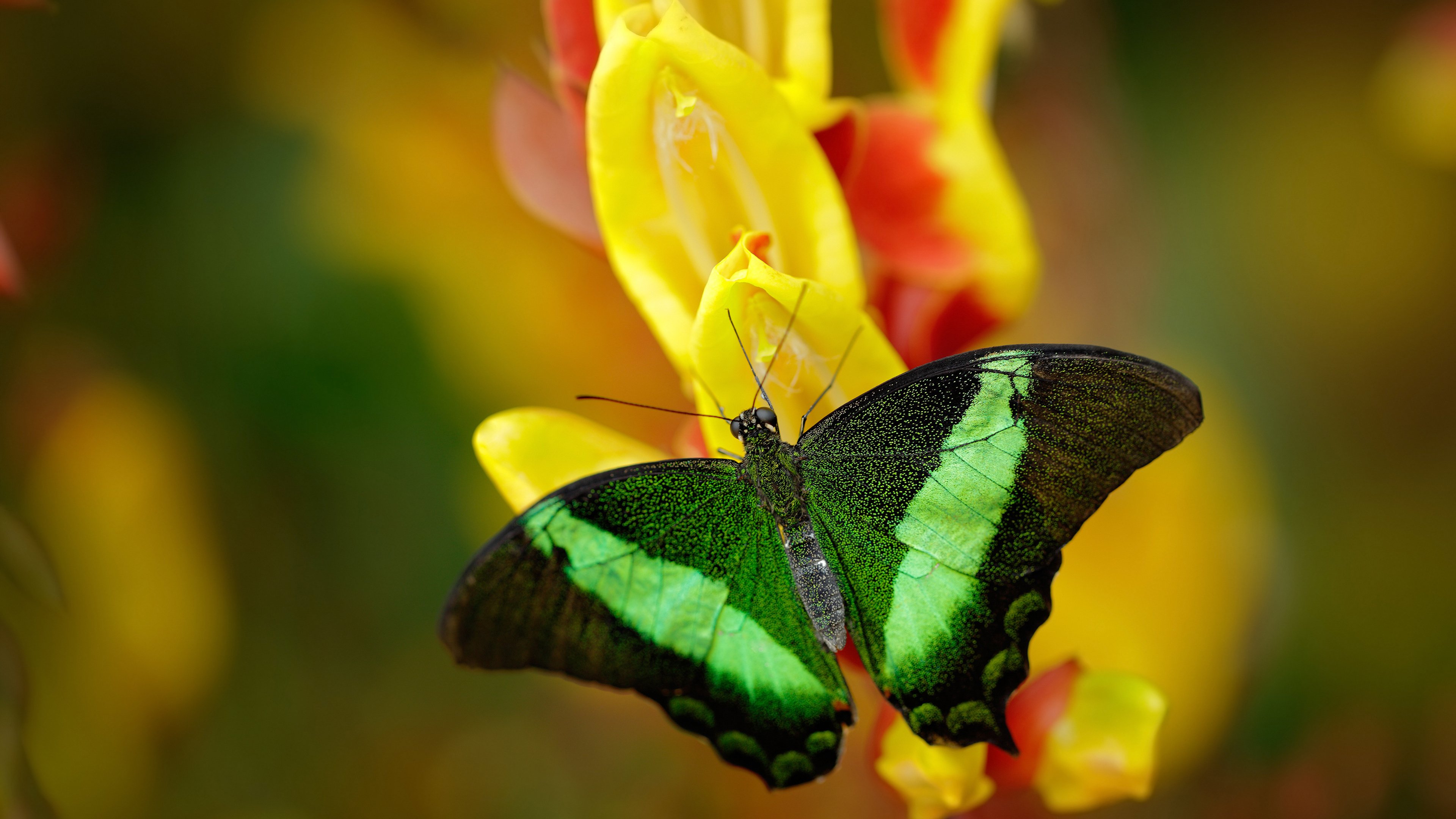 门神！奥纳纳上演九次神扑，莱比锡红牛斩落非洲雄狮
